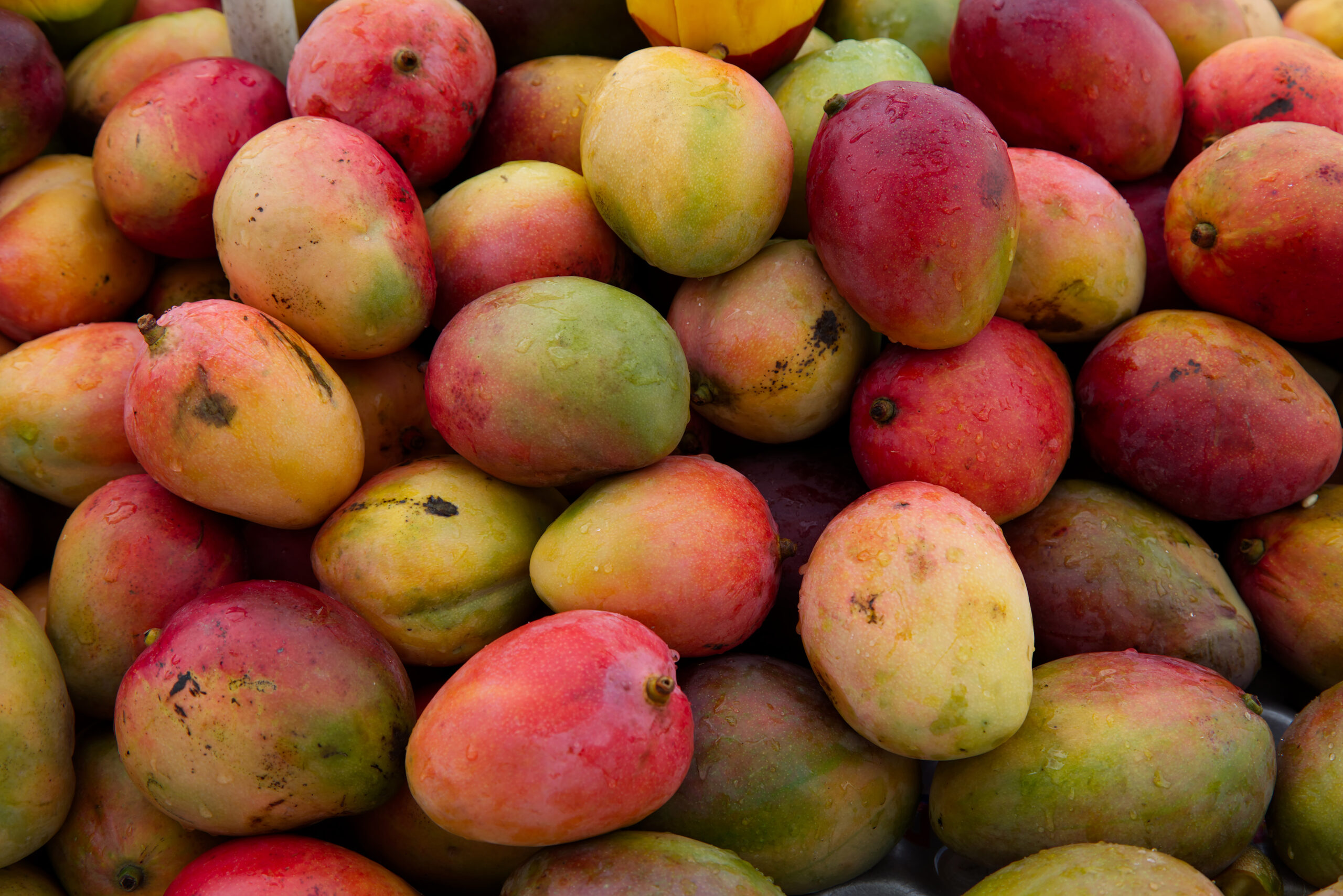 A large quantity of ripe mangoes
